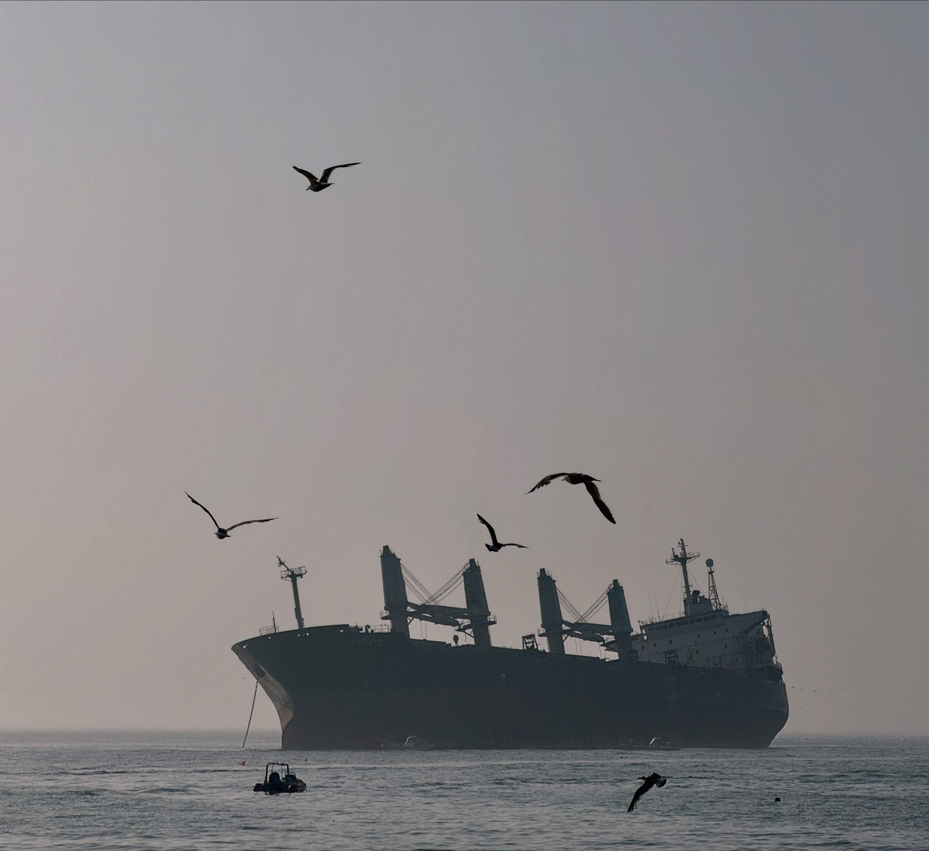 The Blueways shipwreck in Weihai, with seagulls overhead