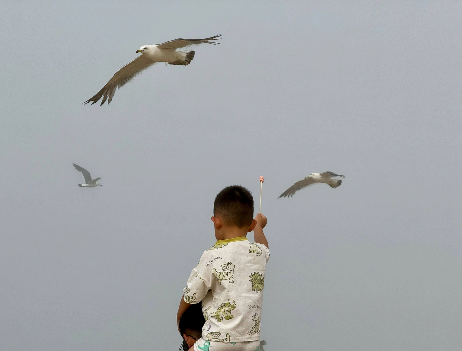 A child watching seagulls fly overhead