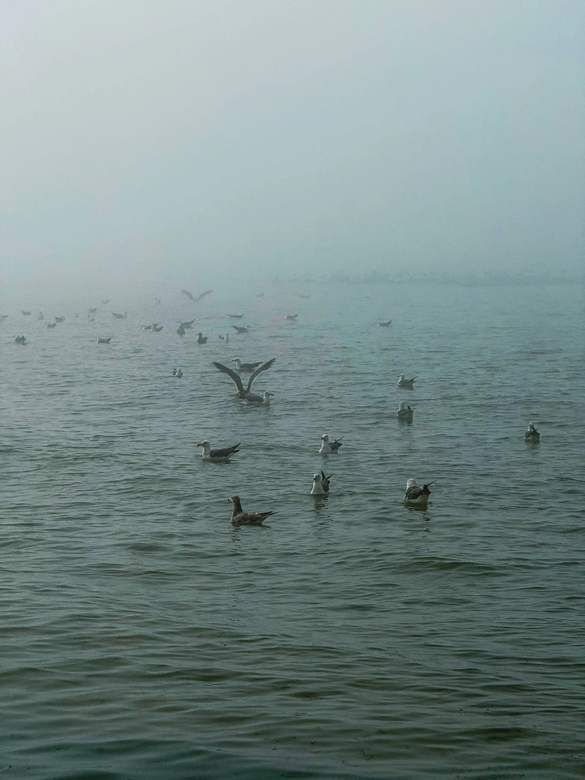 Seagulls floating on the sea in heavy fog