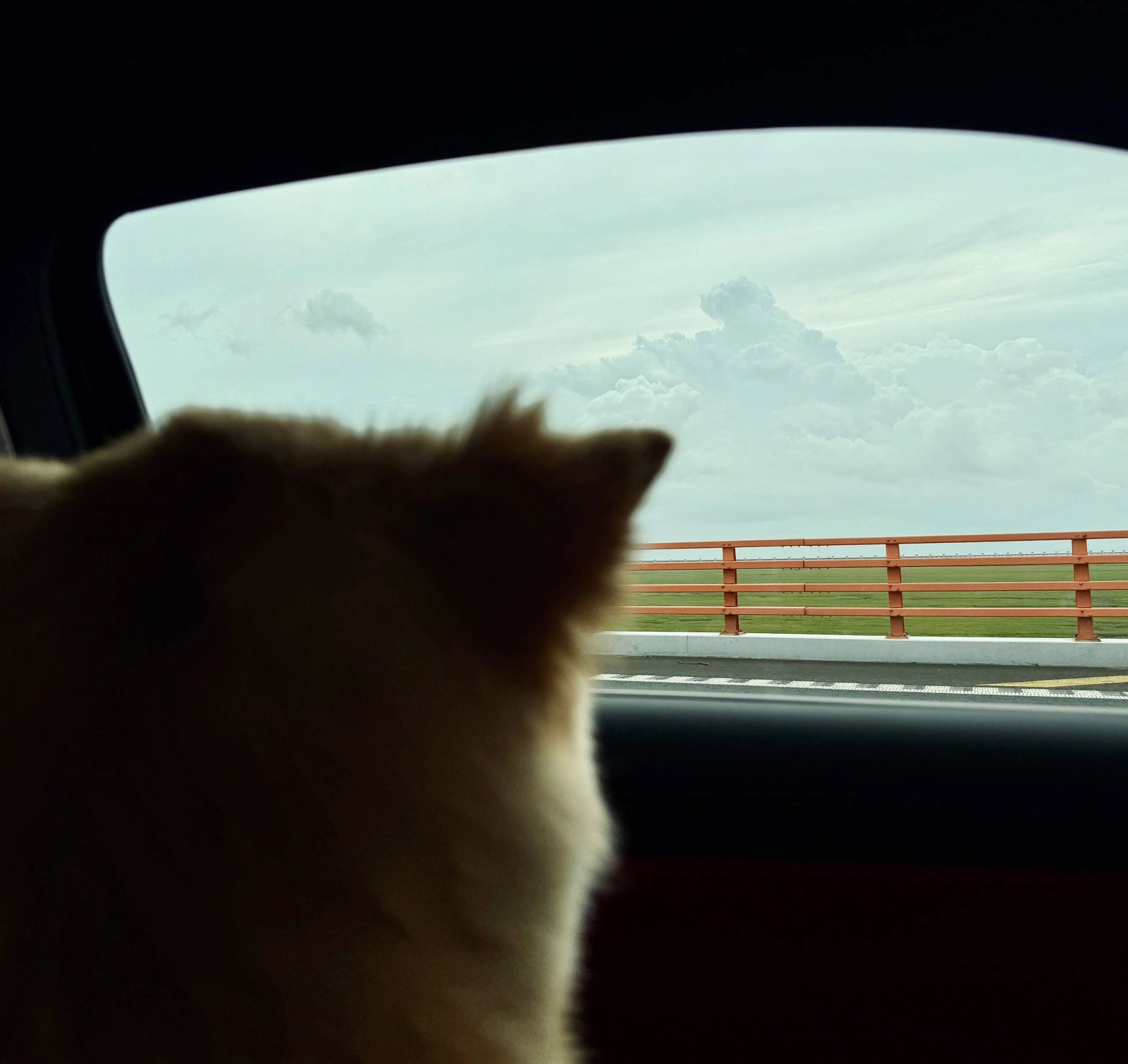 Fugui looking out of a car window at clouds